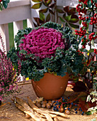 Brassica oleracea, ornamental cabbage