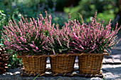 Calluna vulgaris