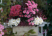 Chrysanthemum indicum (autumn chrysanthemum), Cotinus