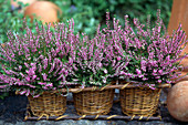 Calluna vulgaris