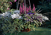 Artemisia splendens, Calluna vulgaris, Lamiastrum 'Hermanns Pride', Salvia offic