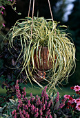 Carex hachijoensis 'Evergold', Ajuga