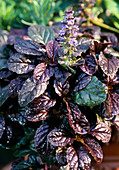 Ajuga Reptans 'Mahagoni'