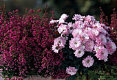 Erica gracilis, Dendranthema indicum