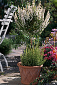 Erica GRACILIS