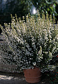 Erica GRACILIS