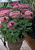 Sedum spectabile