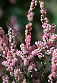 Calluna vulgaris, filled