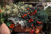 Hebe X andersonii, Solanum pseudocapsicum, Artemisia splendens