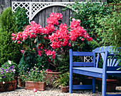 Rhododendron hybr. 'Anna Rose Whitney'