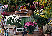 Herbstbalkon mit Chrysanthemum indicum, Erica gracilis, Cyclamen