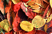 Autumn leaves