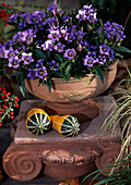 Gentiana hybrid, Cucurbita in terracotta pot