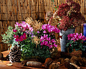 Autumn arrangement: Cyclamen (cyclamen), Campanula