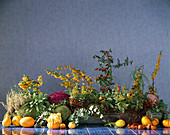 Regenrinne mit Calluna, Salvia, Brassica
