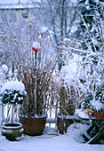 Miscanthus (Chinaschilf) und Buchs im Winter