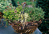 Basket with Origanum and Thyme