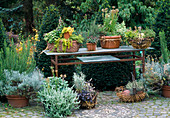 Herb arrangement Helichrysum, rosemary