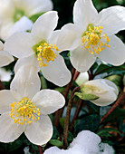 Helleborus niger