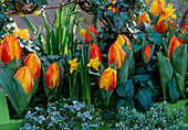 Tulips, Daffodils, Hedera