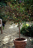 Cut back bougainvillea in autumn