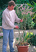 Cut back Salvia in autumn