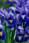 Iris reticulata