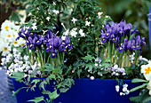 Iris reticulata and Campanula in flower box