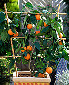 Citrus sinensis 'Satzuma'