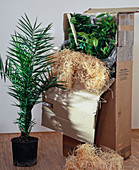 Send potted plants by post