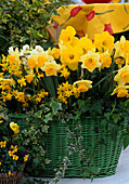 Narcissus 'Cheerfulness', Gold Medal