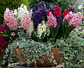 Hyacinthus ORIENTALIS