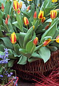 Tulipa