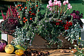 Brassica, Solanum, Rosmarinus 'Corsicus Prostratus', Artemisia, and Rosmarinus