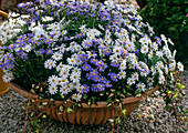 Argyranthemum frutescens (Marguerite)