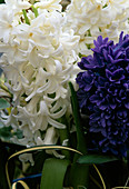 Hyacinthus orientalis 'White Pearl'