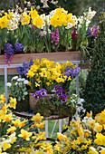 Spring arrangement with daffodils, hyacinths and pansies