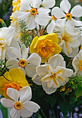 Narcissus 'Berlin' (Yellow (Orange))