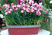 Dianthus hybrid