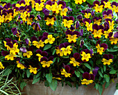 Viola cornuta 'Penny Yellow Jump Up'