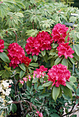 Rhododendron 'nova Zembla'