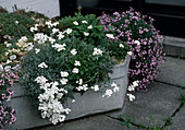 Vorsommergarten im Container: Achillea umbellata