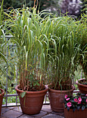 Miscanthus sinensis (Chinese reed)