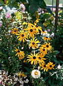 Rudbeckia sullivantii 'Goldsturm' (Gold storm)