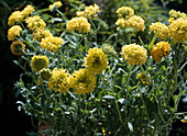 Gaillardia-Hybride Gelb