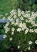 Saxifraga trifurcata