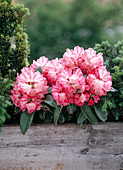 Rhododendron yakushimanum hybrids