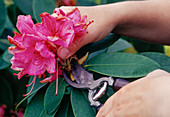 Rhododendron Verblühte Teile zurück-