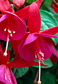 Fuchsia 'Beacon'