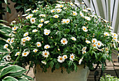 Argyranthemum frutescens